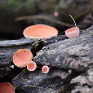 pink mushroom 500x500